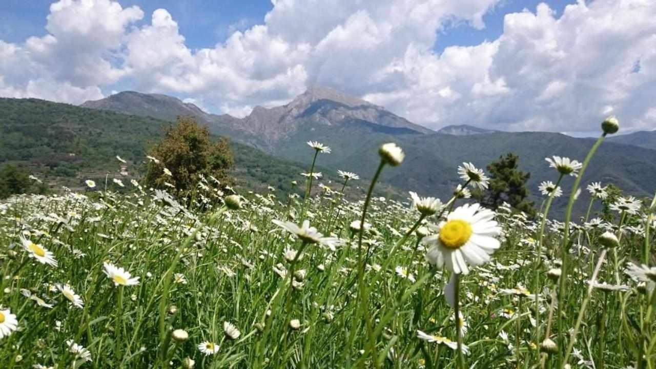 Agriturismo Al Pagan Pigna Exteriér fotografie